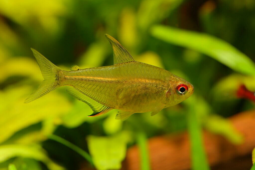 Imagem do Tetra Limão